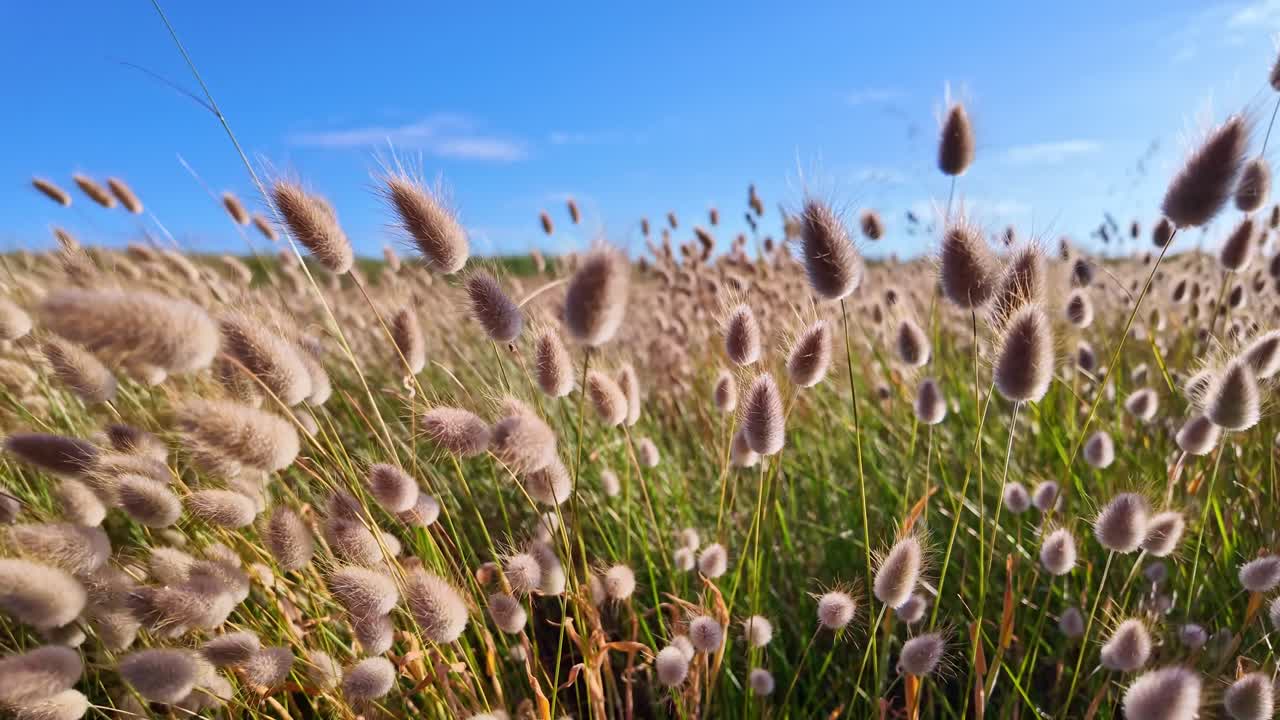 Slow motion shot of Lagurus ovatus, known as bunny tail grass, softly moving in the wind on a sunny day, with fluffy seed heads sway gracefully, creating a calm and serene countryside atmosphere