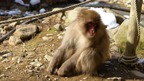 Cute-little-Japanese-Macaque-in-Yamanouchi-Jigokudani-monkey-park-sits-on-ground-scratching-head-by-fence,-Japan