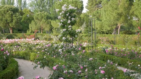 beautiful rose garden with people walking on a path