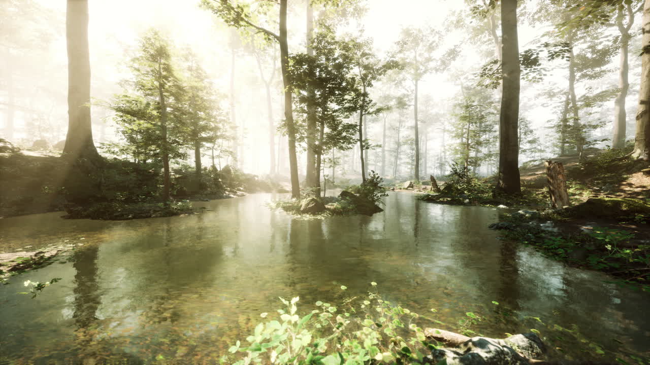 Tranquil Forest Stream