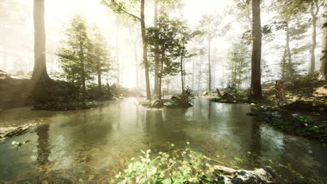 tranquil forest stream