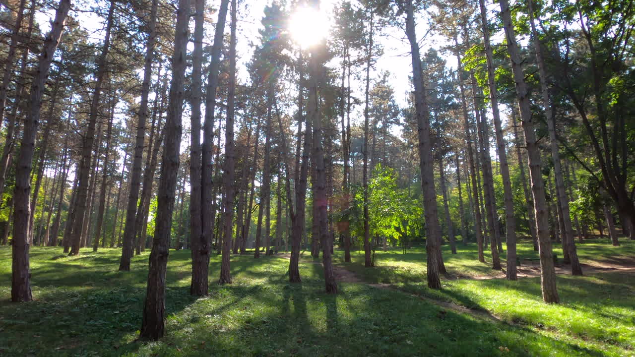 Green forest with glowing sun