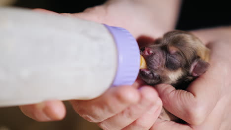 mujer alimenta leche a un cachorro recién nacido de la botella 07