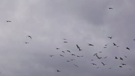 Bandada-De-Aves-Marinas-Volando-Contra-Las-Nubes-Tormentosas-Sobre-La-Costa-De-Skagerak-En-Arendal,-Noruega---Plano-Medio