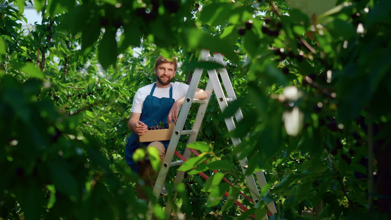 Contadino con cassetta di bacche in posa in un'impressionante fattoria verde in una giornata di sole, mentre si gode il lavoro.