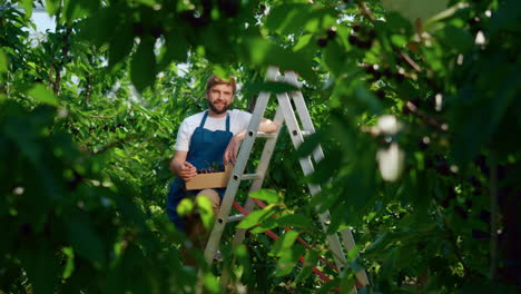 farmer with berry box posing in impressive green farm sunny day enjoying work