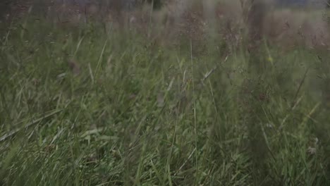 walking through grass using gimbal. slow motion