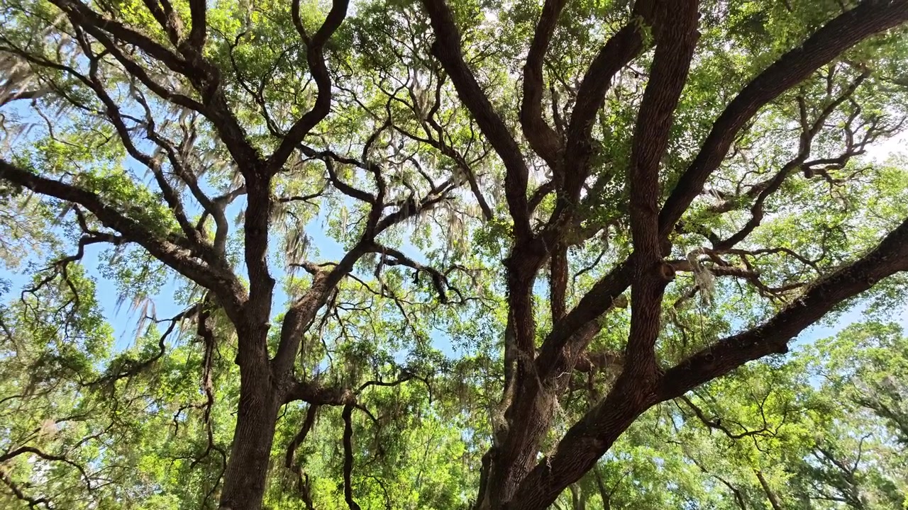 Lenta panoramica del sole che splende tra gli alberi della Florida