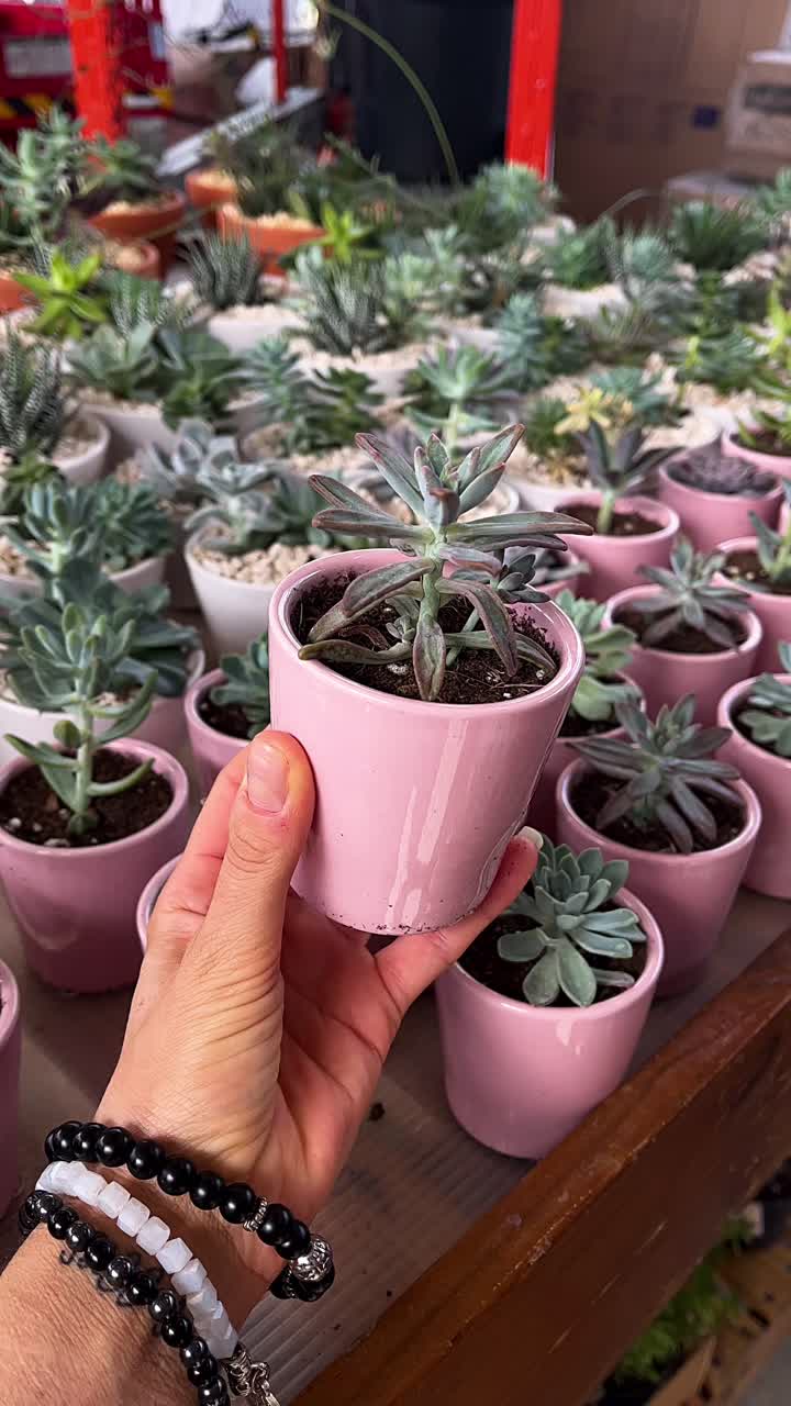 Hand holding a small pink succulent plant in a ceramic pot