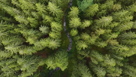 top aerial view of a meandering creek in a green coniferous forest