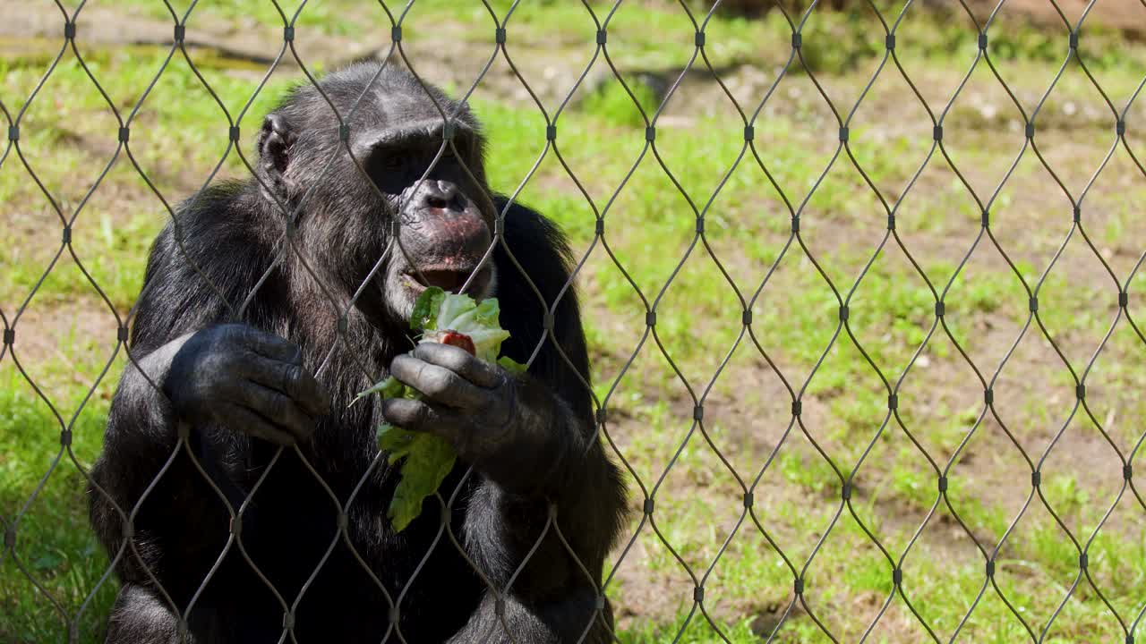 Chimpanzee eats lettuce behind wire fence in grassy zoo enclosure, natural daylight, static camera