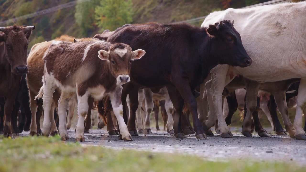 Mandria di bovini che cammina lungo la strada