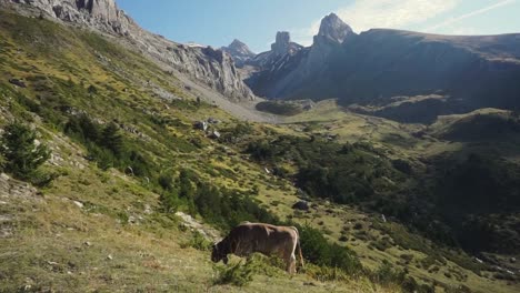 vaca marrón pastando en las montañas de los pirineos españoles