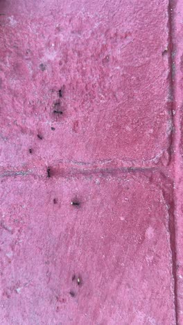 ants on pink pavement
