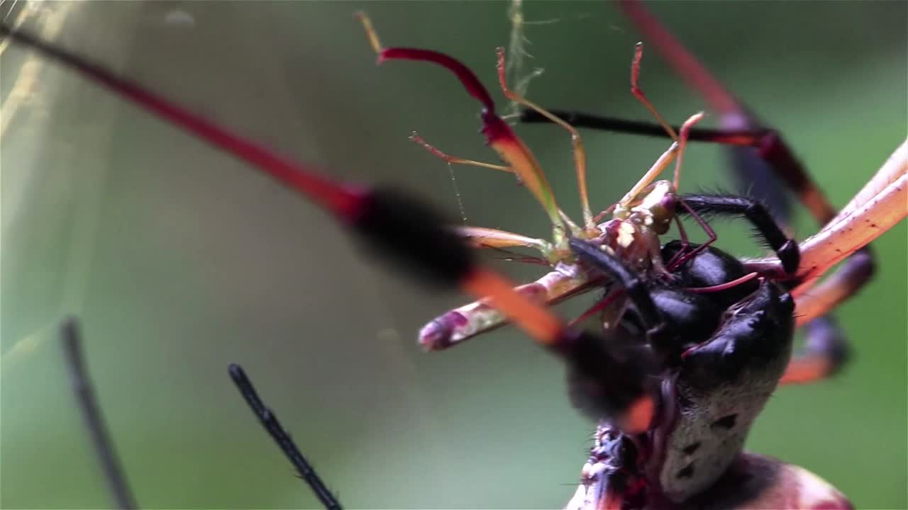 una araña de seda dorada teje una red