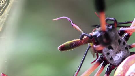 una araña de seda dorada teje una red
