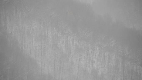 snowing over trees with a forest in the background, filmed from distant place, high zoom video, winter day