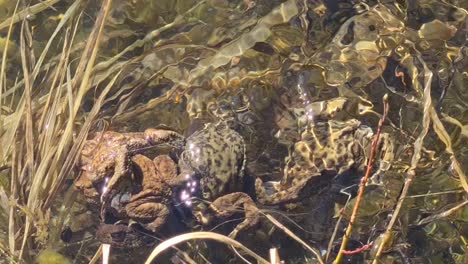 frogs are trying to make huge ball but they are keeping falling apart and chasing each one