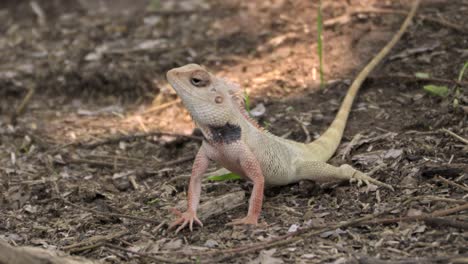 Lagarto-De-Jardín-Indio-En-El-Suelo