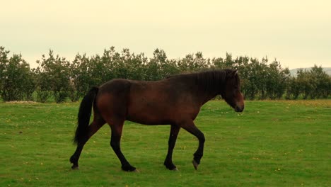 tomas de amistosos caballos islandeses en la granja