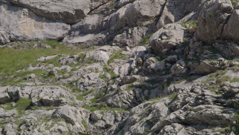 Herd-of-Chamois-walking,-grazing-and-climbing-high-up-in-the-mountains