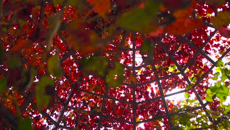 red leaves on autumn season inside floral botanical garden