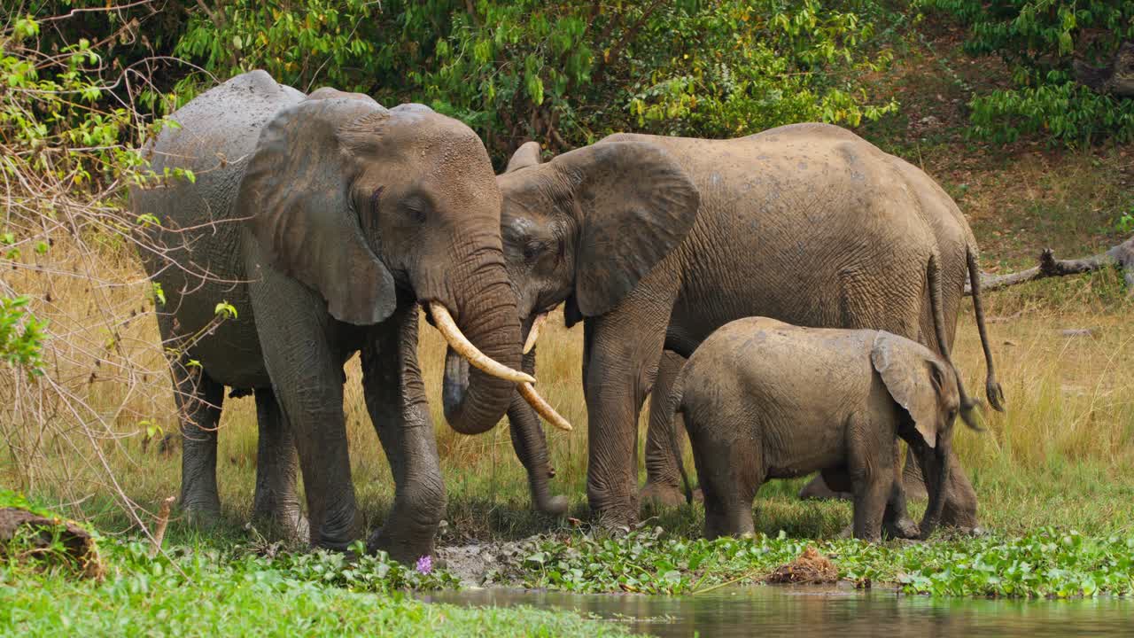 Família de elefantes africanos ameaçados de extinção tomando banho no rio Nilo, em Uganda. – plano geral