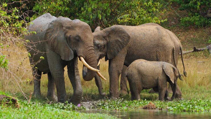 Família de elefantes africanos ameaçados de extinção tomando banho no rio Nilo, em Uganda. – plano geral