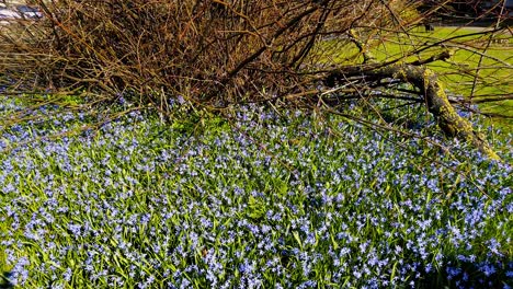 Hermosa-Scilla-Azul-Que-Crece-Alrededor-De-Un-Pequeño-árbol-En-Un-Cementerio