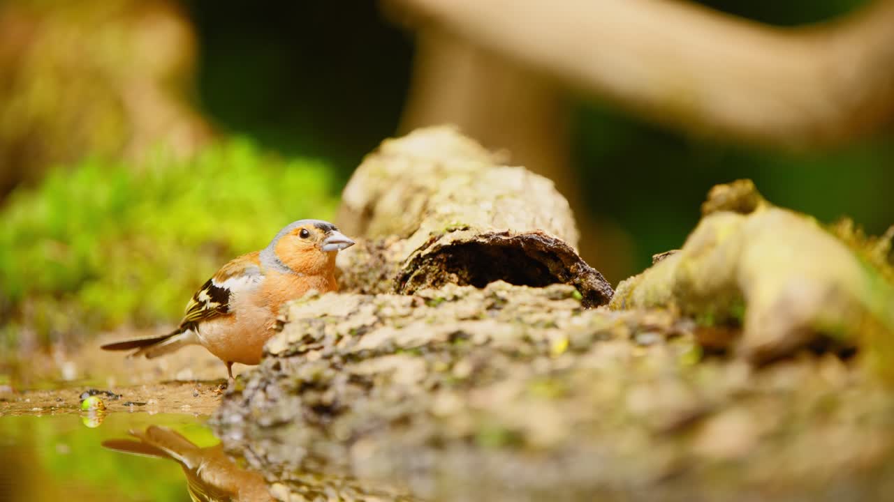 el chaffinch eurasiático común y el gran tit en friesland, países bajos, comparten la comida mientras comen larvas de madera en descomposición.