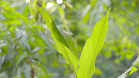 cultivo de cúrcuma cruda, planta de cúrcima de cerca