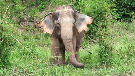 imágenes de 4k de elefante indio tailandés salvaje pastando en la hierba