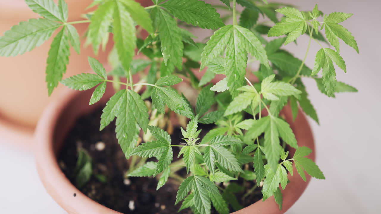 집에서 대마초를 재배하는 것