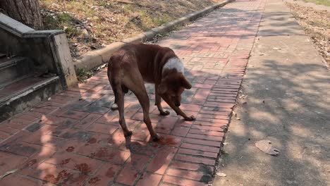 a stray dog walks and sniffs around a pathway.