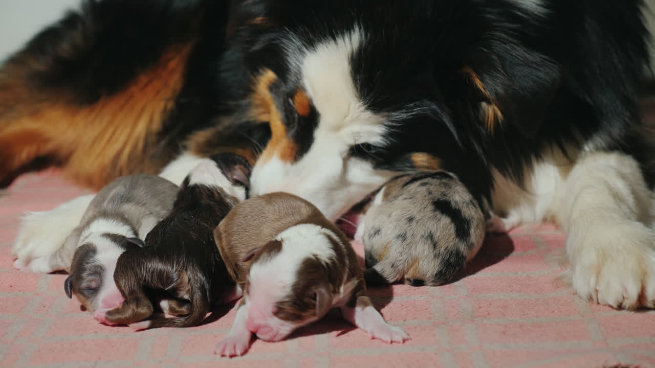 오스트레일리언 셰퍼드가 갓 태어난 강아지를 돌본다 13