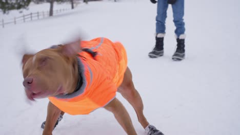 slow motion of pitbull dog in winter jacket shaking off snow in outdoors on cold day