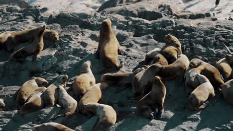 south american fur seals on de los lobos island near ushuaia in the beagle channel, tierra del fuego, argentina