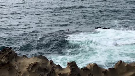 four seals swimming next to the cliffs in the pacific ocean on the oregon coast near charleston.