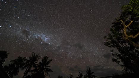 starry night sky over tropical trees