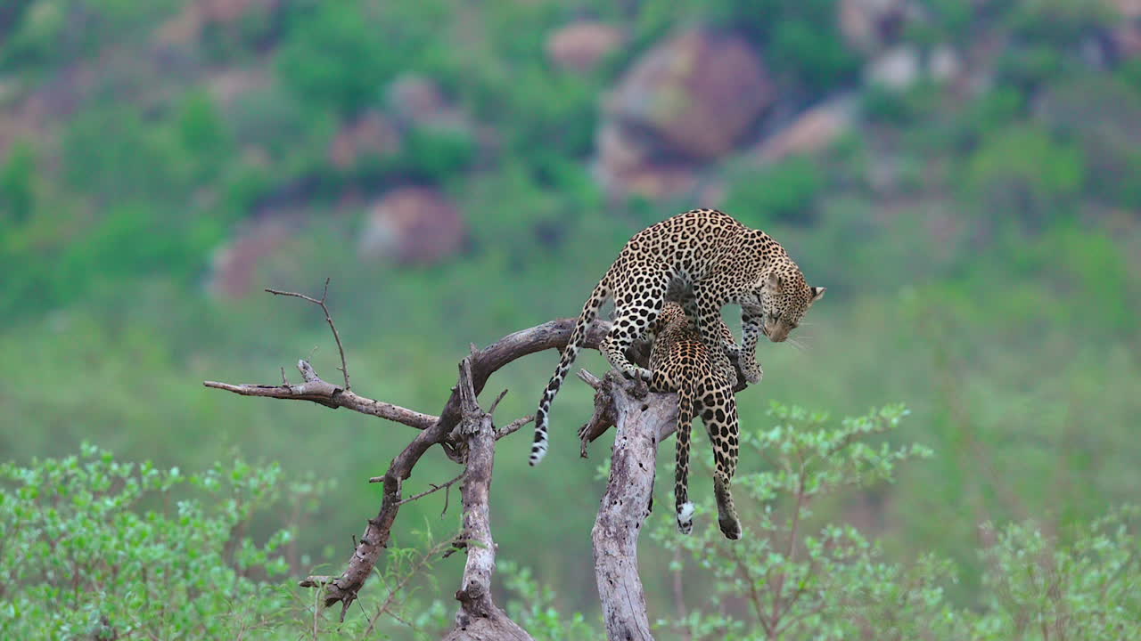 Grooming leopard siblings share tree branch, not enough room, one slips