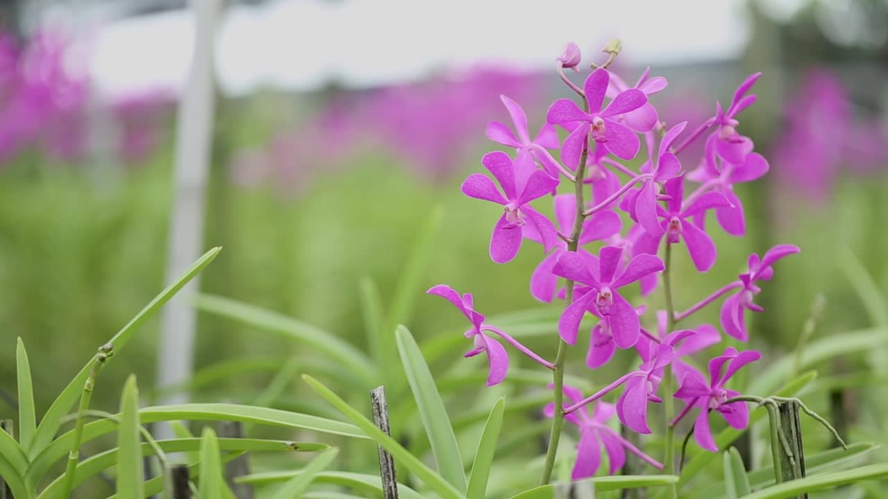 보라색 난초 꽃의 클로즈업 영상