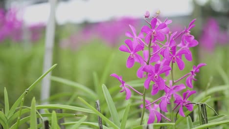 Close-Up-Footage-of-Purple-Orchid-Flower