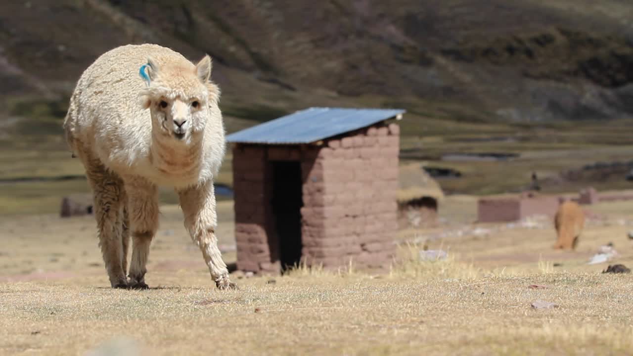 풀을 먹는 알파카