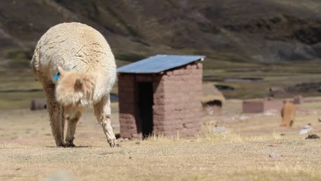alpaca comiendo pasto