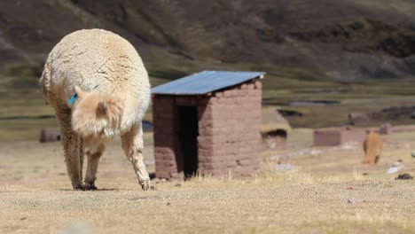 alpaca eating grass