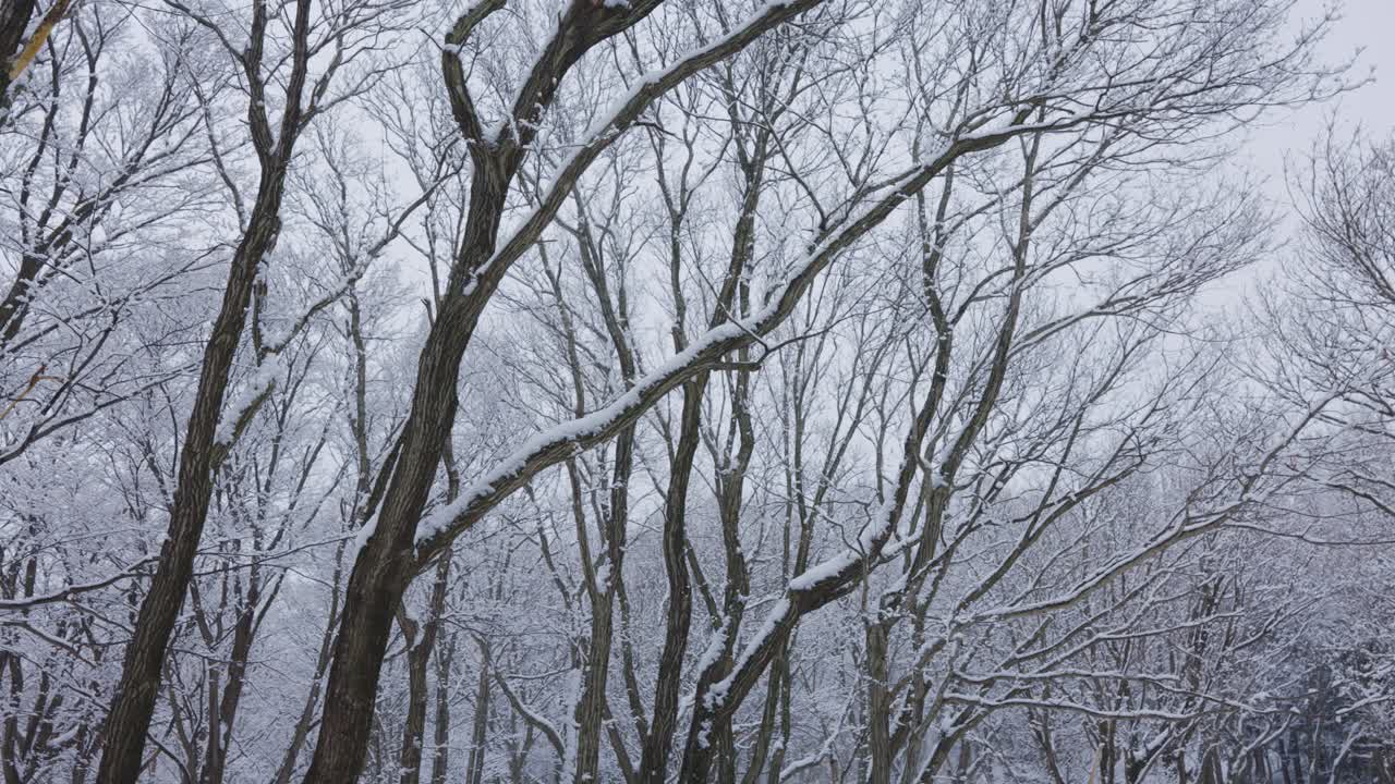 ramas cubiertas de nieve del bosque de invierno, bosques del norte de japón