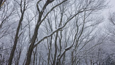 snow covered branches of winter forest, northern japan woods