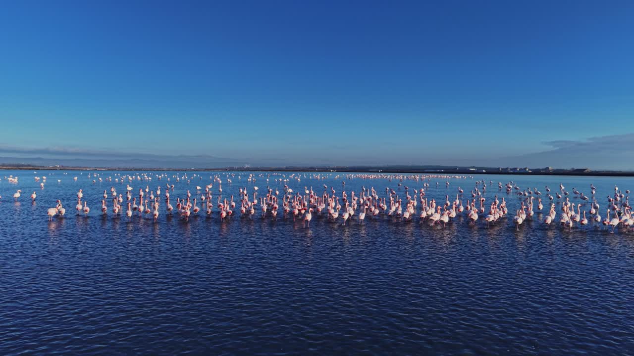 Flamingos gather in the water at sunset near the coastal area