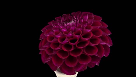 rotating burgundy dahlia flower with alpha channel, 4k seamless loop