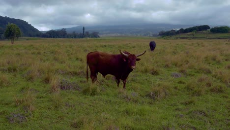 a curious texan longhorn bull in a green pasture